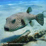 Pufferfish